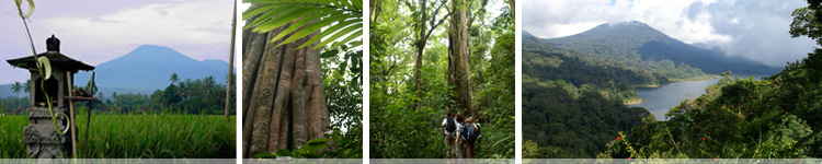 jungle trekking