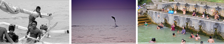 Dolphin swim