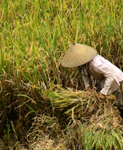 bali eco.jpg